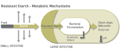 resistant-starch-diagram