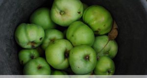 Fermentación de las manzanas