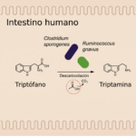 Síntesis triptamina_intestino_IA