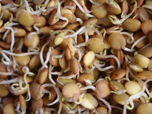 lentejas-germinadas-crudiveganas