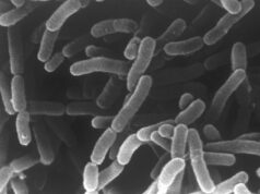 Psyllium y butirato: una relación clave para la salud intestinal